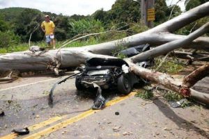 Portal Capara Rvore Cai Em Cima De Carro E Mata Jovem