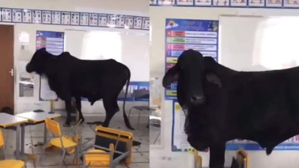 Boi invade sala de aula e deixa duas crianças feridas em Caratinga