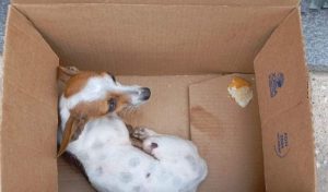 Cão é abandonado em clínica em Ipanema e polícia age contra crime de maus-tratos