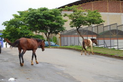 Cavalos "passeiam" nas ruas do bairro Alfa-Sul