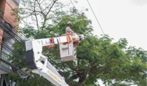 Manutenção preventiva de árvores pode prevenir acidentes com a rede elétrica